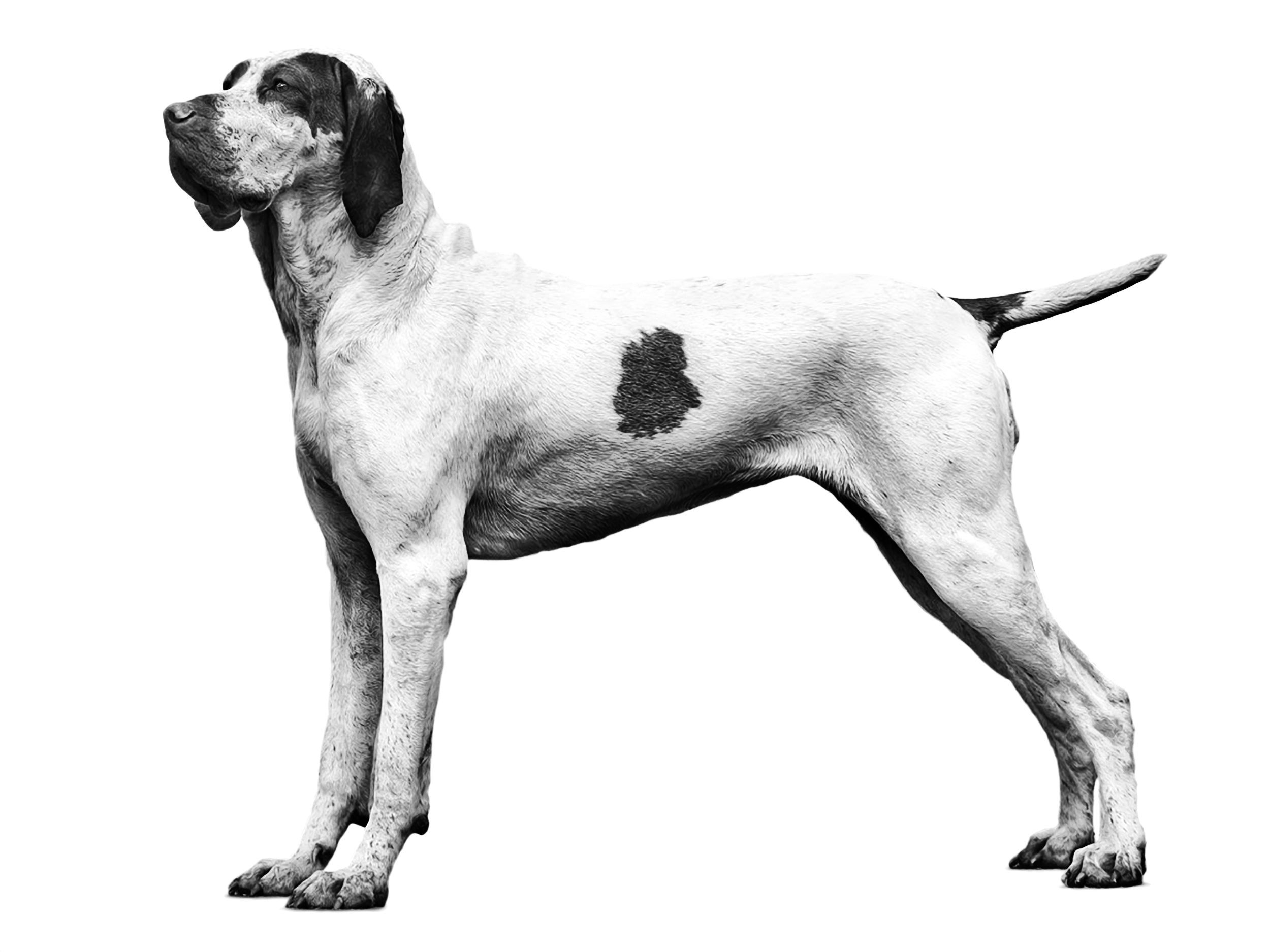 Ariege Pointing Dog adult in black and white