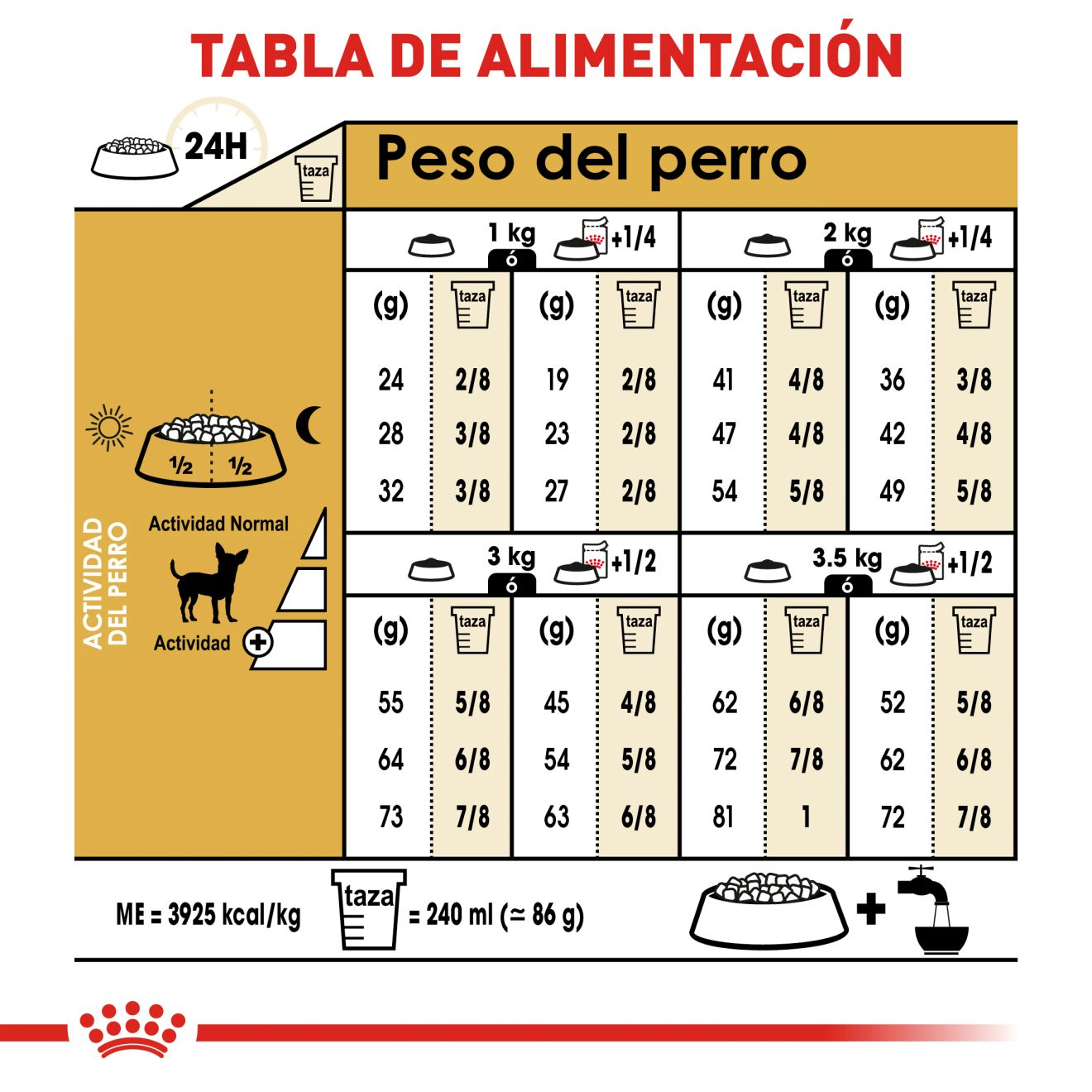 Chihuahua Adulto