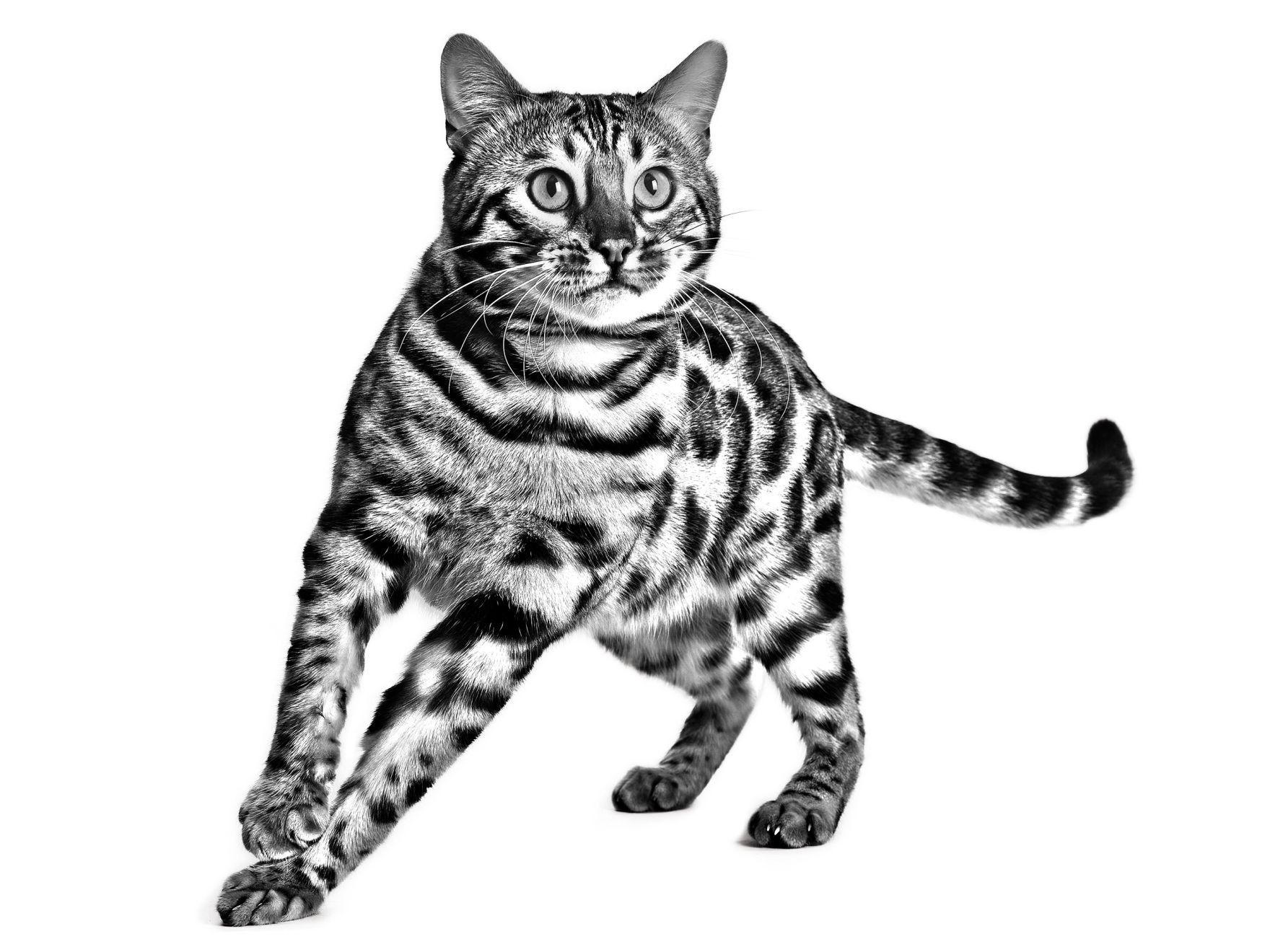 Black and white Bengal cat standing