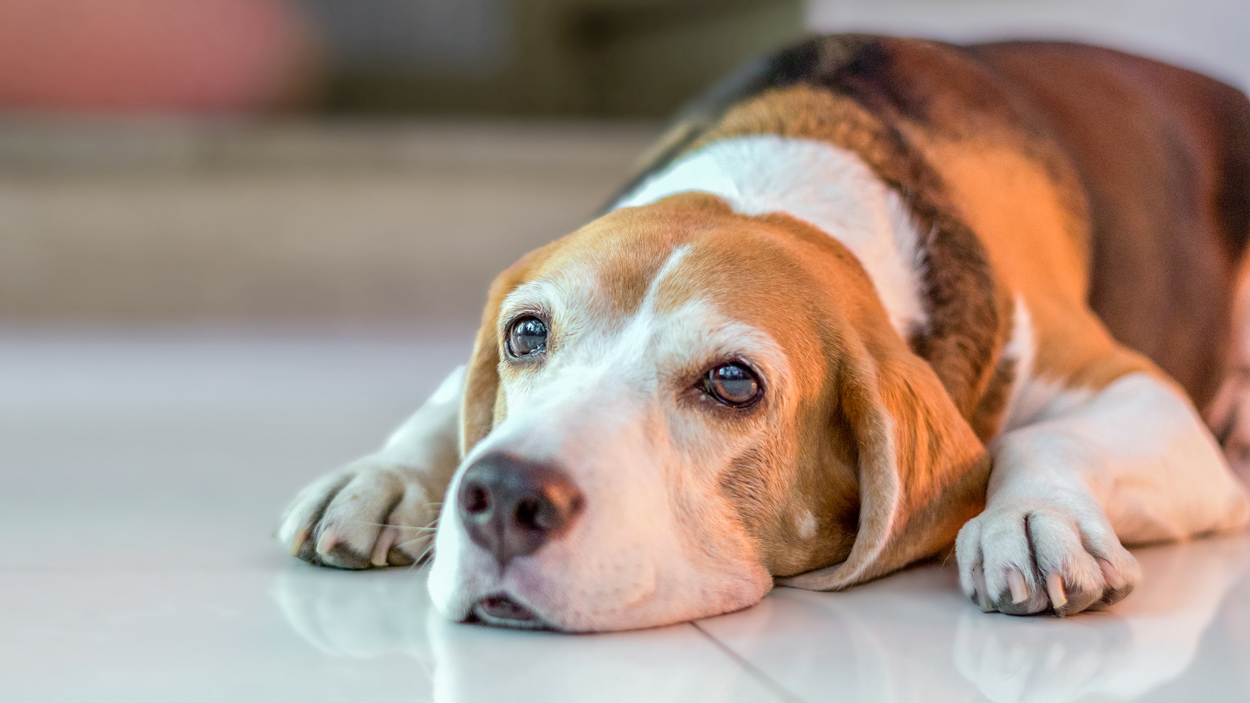 Voksen beagle som ligger innendørs på et flislagt gulv.