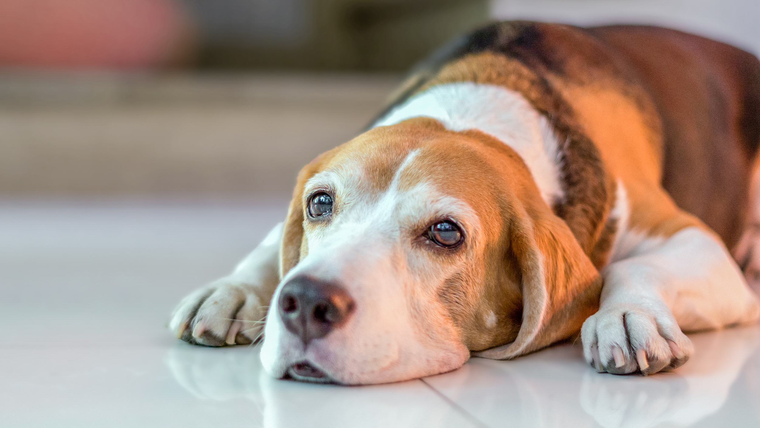 Beagle adulto deitado em ambiente interno sobre um piso de azulejos.