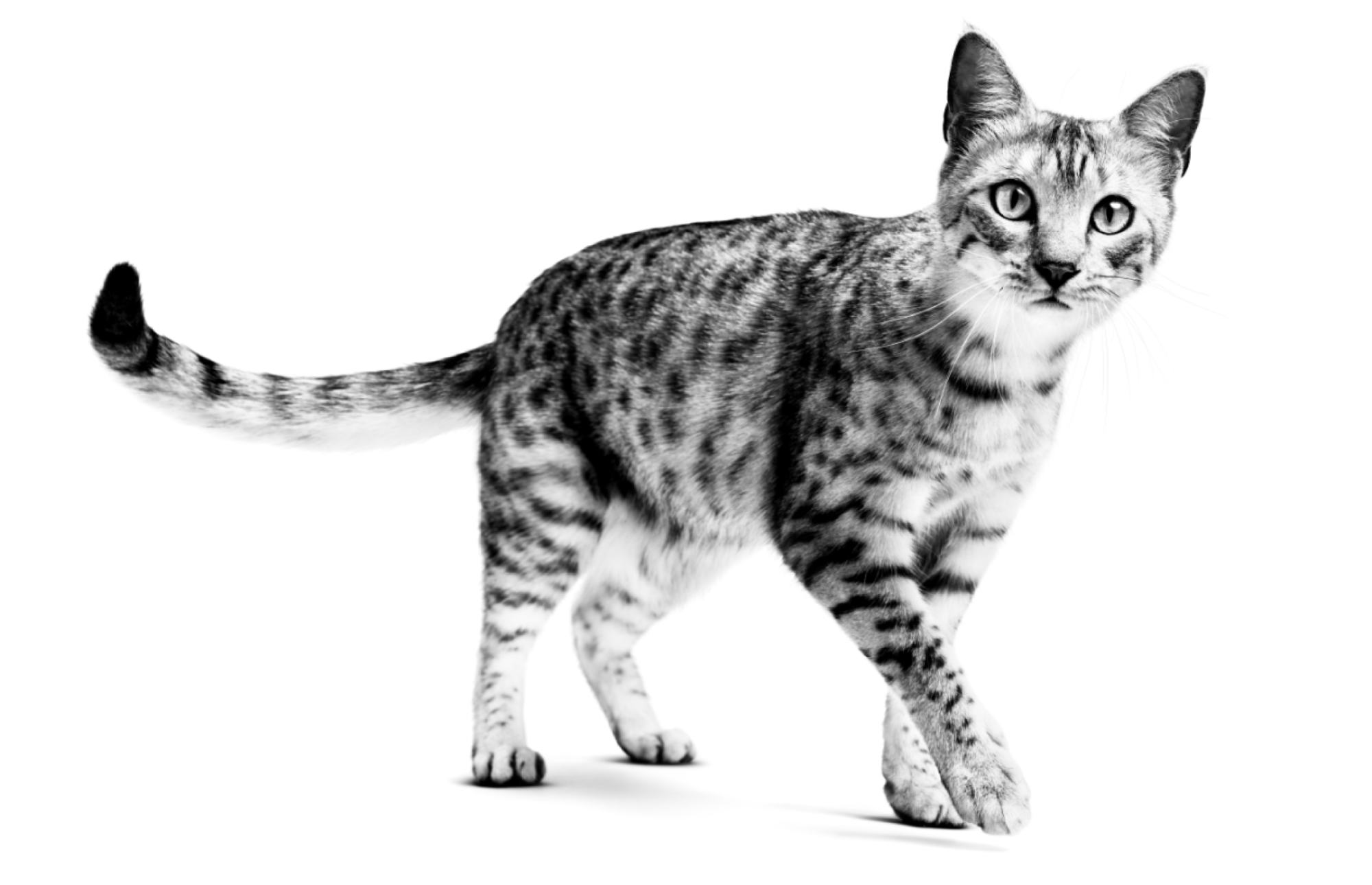 흰색을 배경으로 서 있는 이집션 마우 성묘 흑백 사진