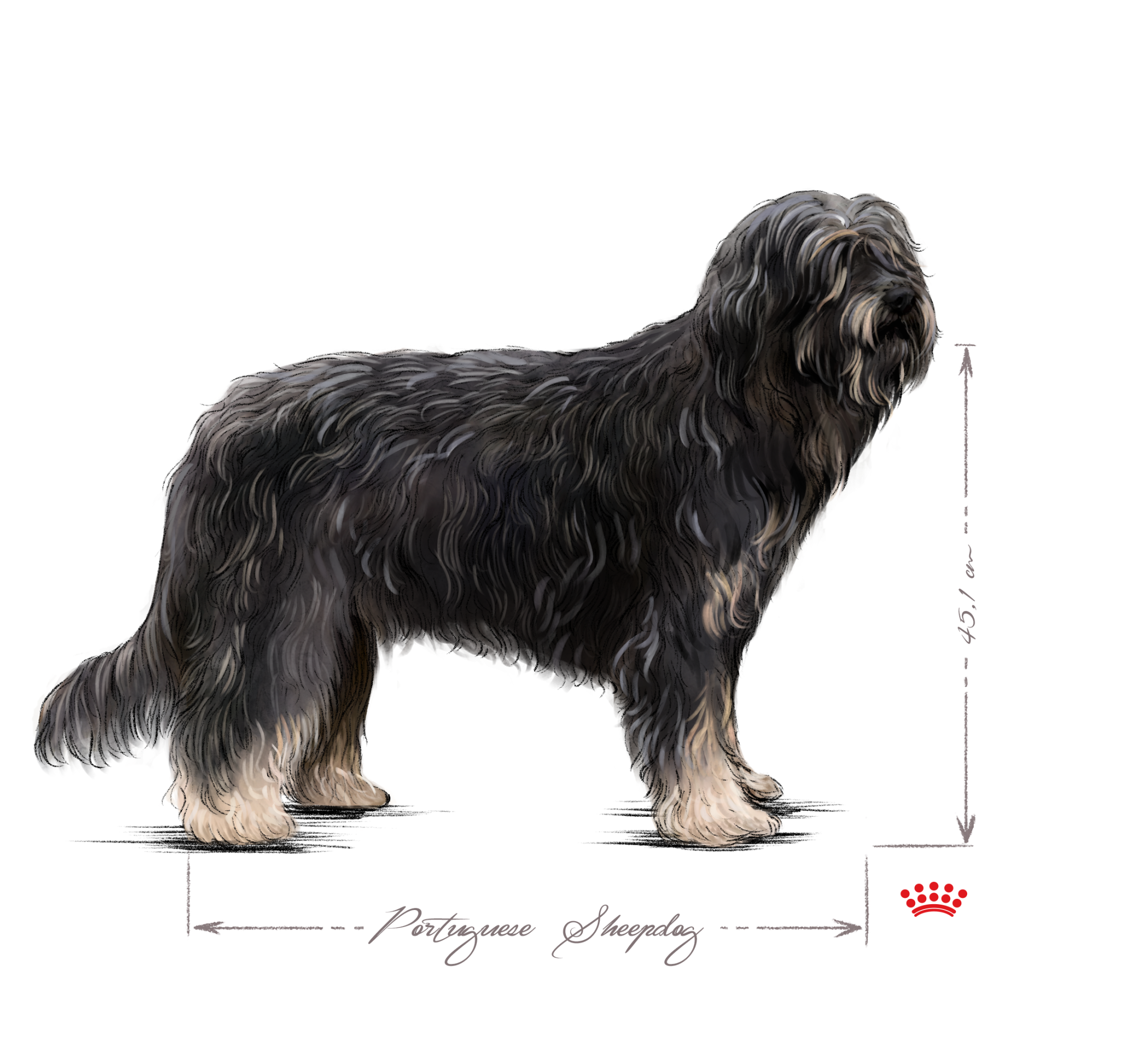 Portuguese Sheepdog adult black and white