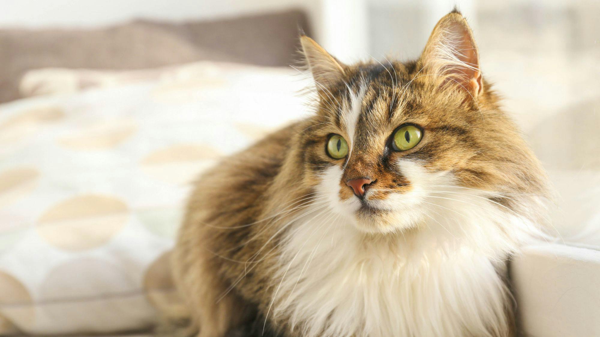 The Signs of Chronic Kidney Disease in Cats - Royal Canin