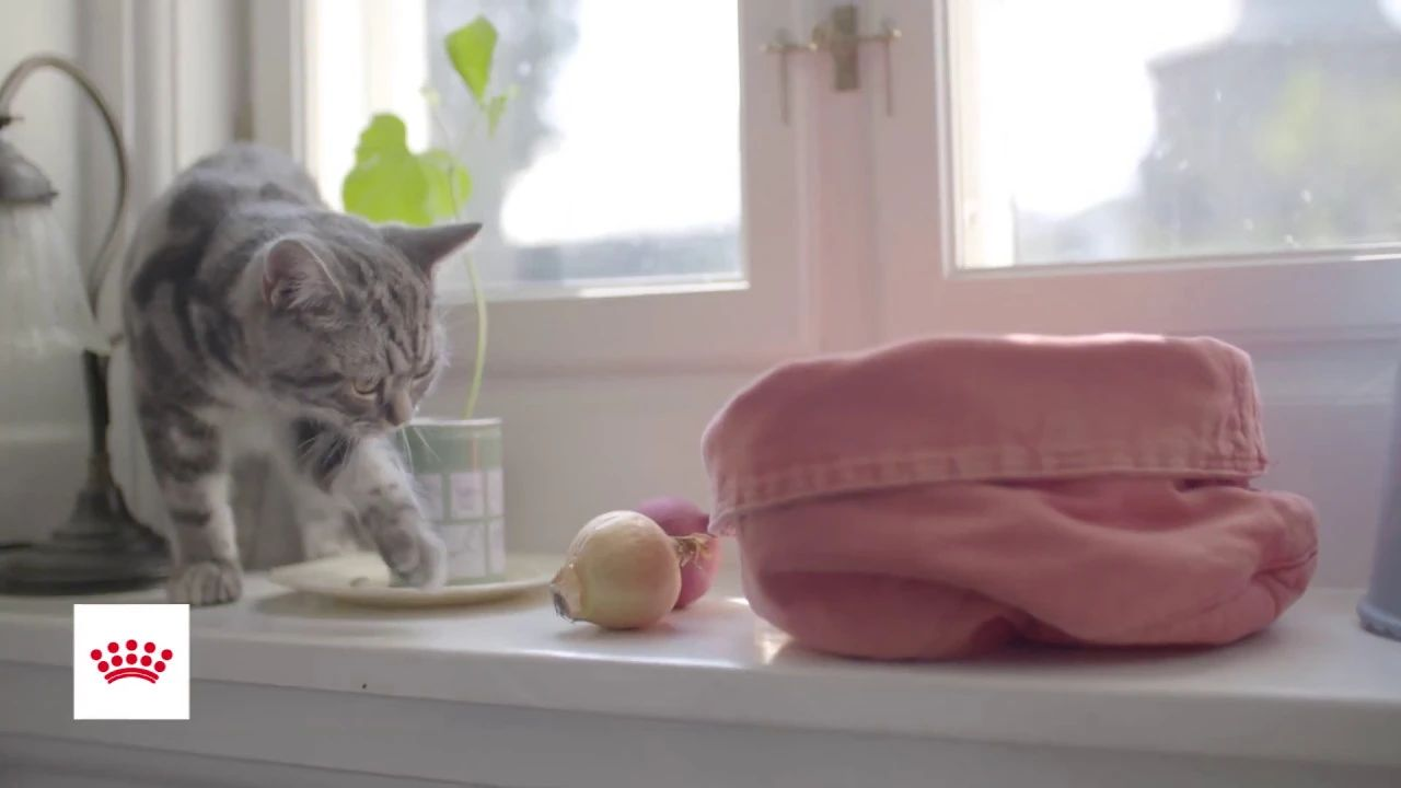 what-foods-are-toxic-for-my-cat