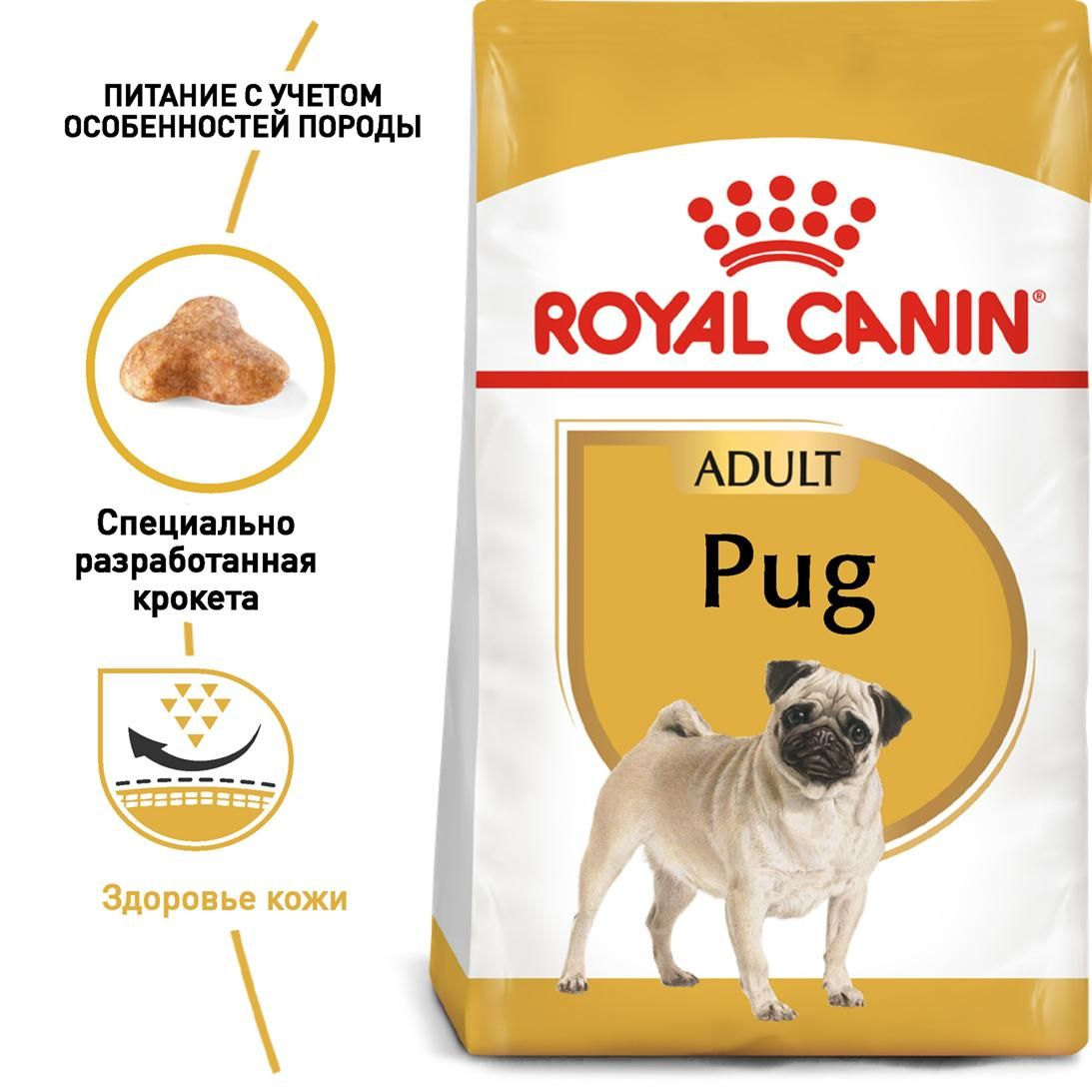 Pug Adult
