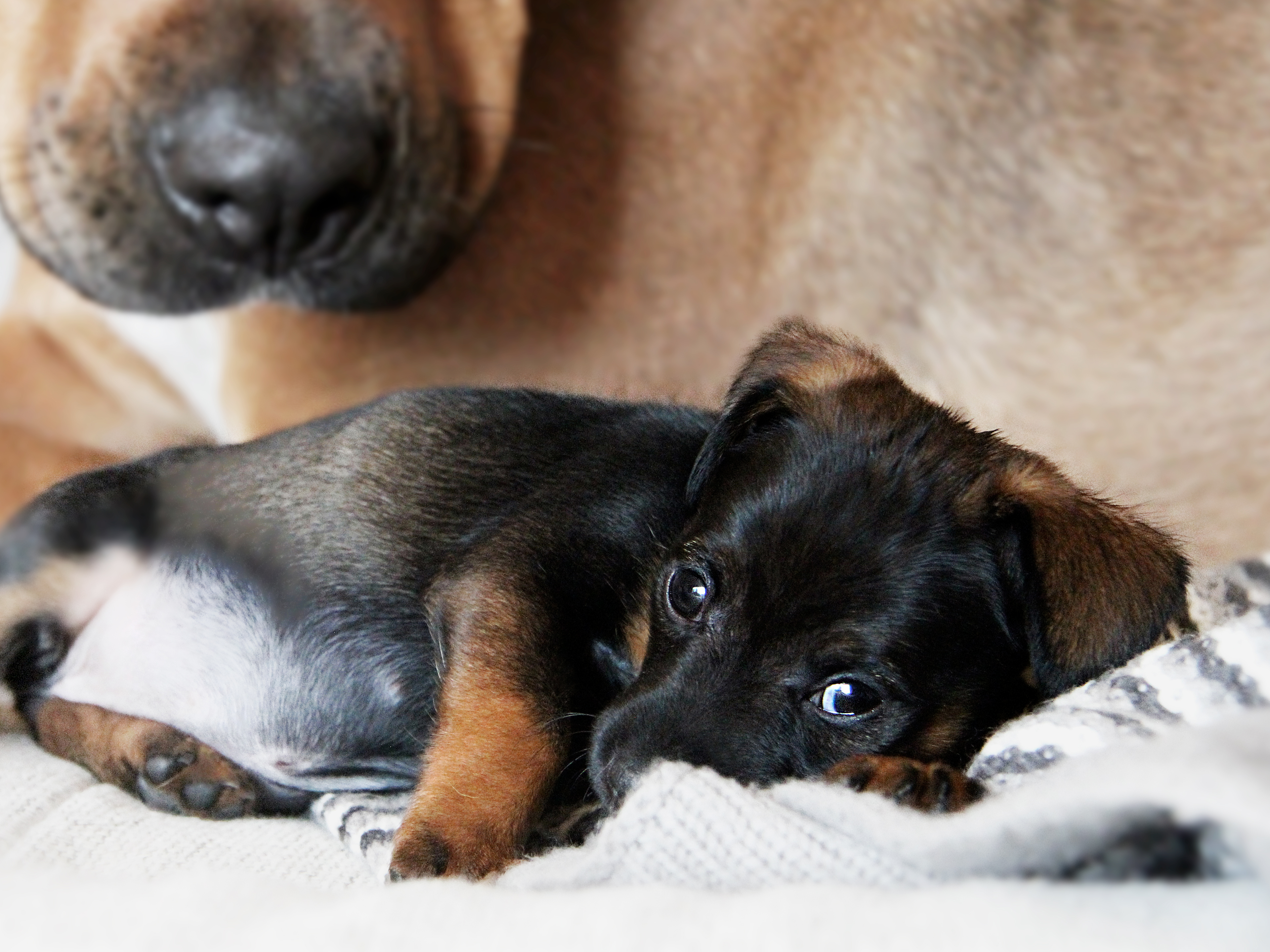 Puppy lying on a blanket next to mother