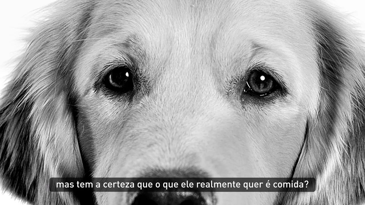 O peso ideal do cão