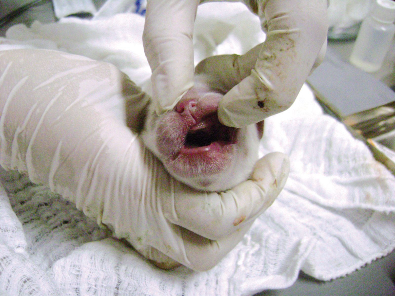 how do i treat an open wound on a newborn puppy