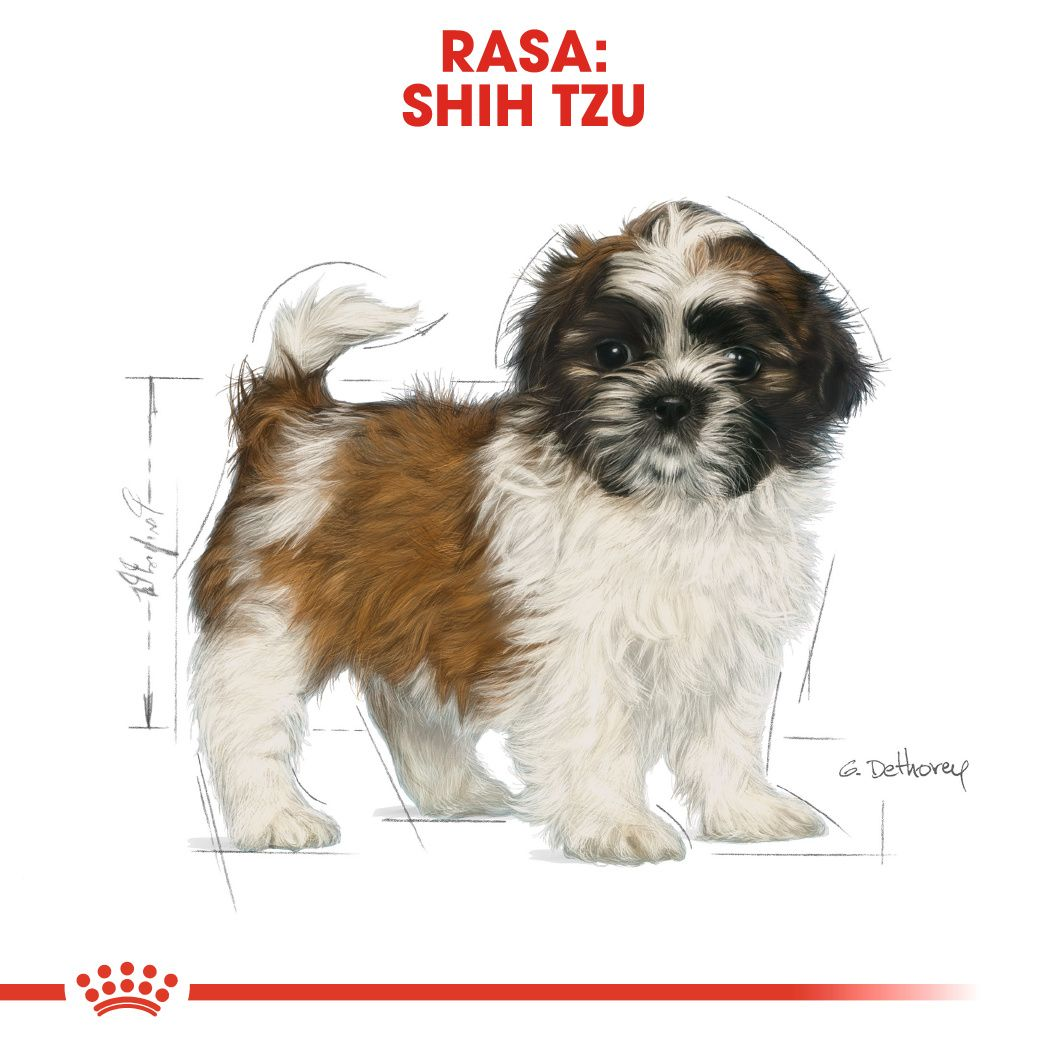 Shih Tzu Puppy