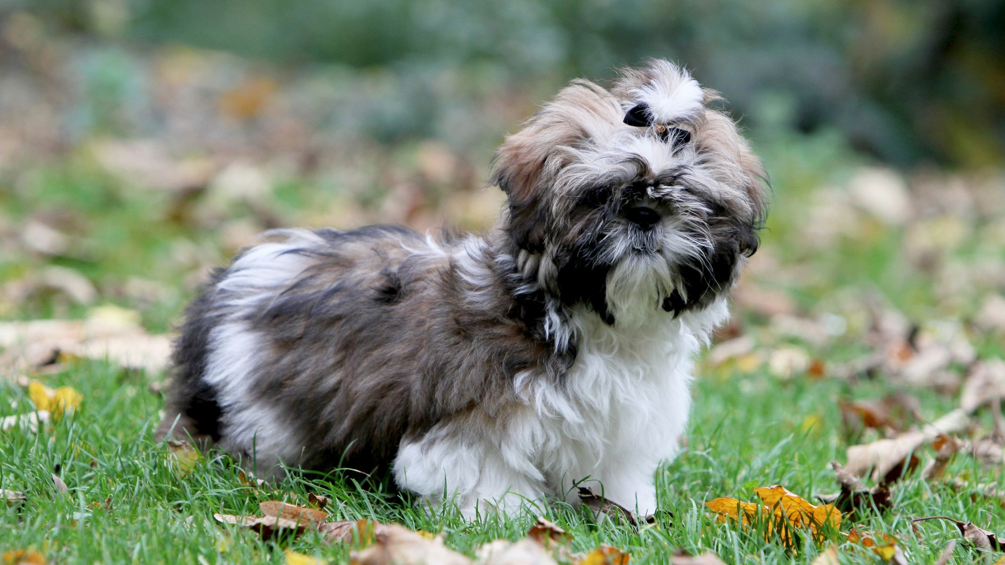 Shih tzu de pie sobre la hierba salpicada de hojas secas