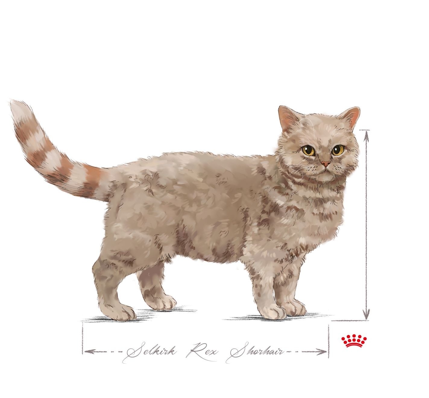 Selkirk rex adult black and white
