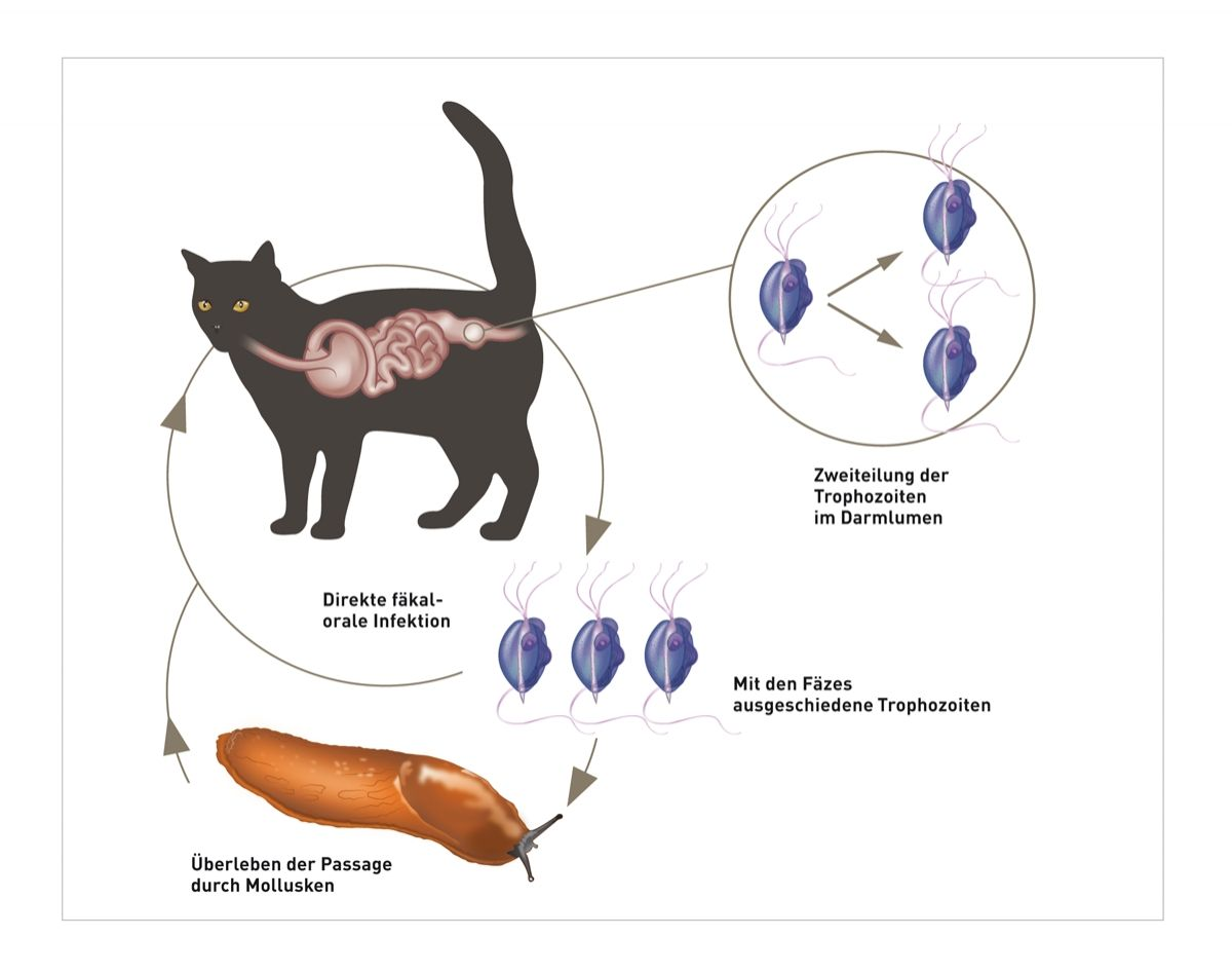 Der Entwicklungszyklus von T. foetus ist im typischen Fall direkt (fäkal-orale Infektion), es wird aber auch eine Infektion über die orale Aufnahme von Trophozoiten nach Passage durch Mollusken beschrieben.