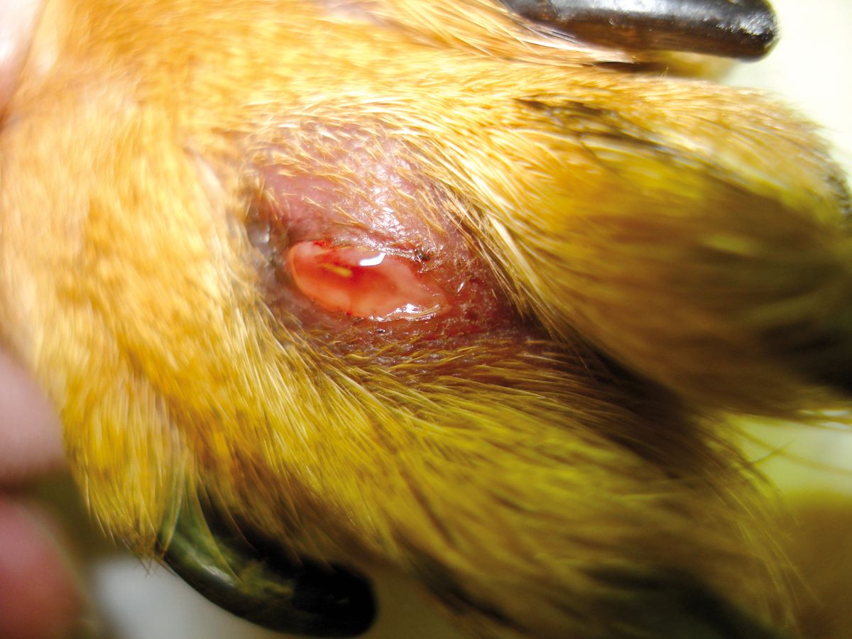Figura 16. Algunos perros tienden a desarrollar lesiones quísticas secundarias a la pododermatitis cuando el organismo intenta aislar el material extraño. © Rosanna Marsella