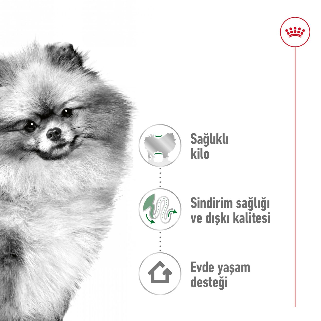 Mini Indoor Adult
