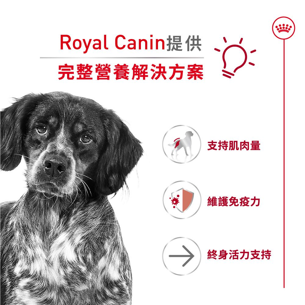 SHN 中型老犬10+營養配方