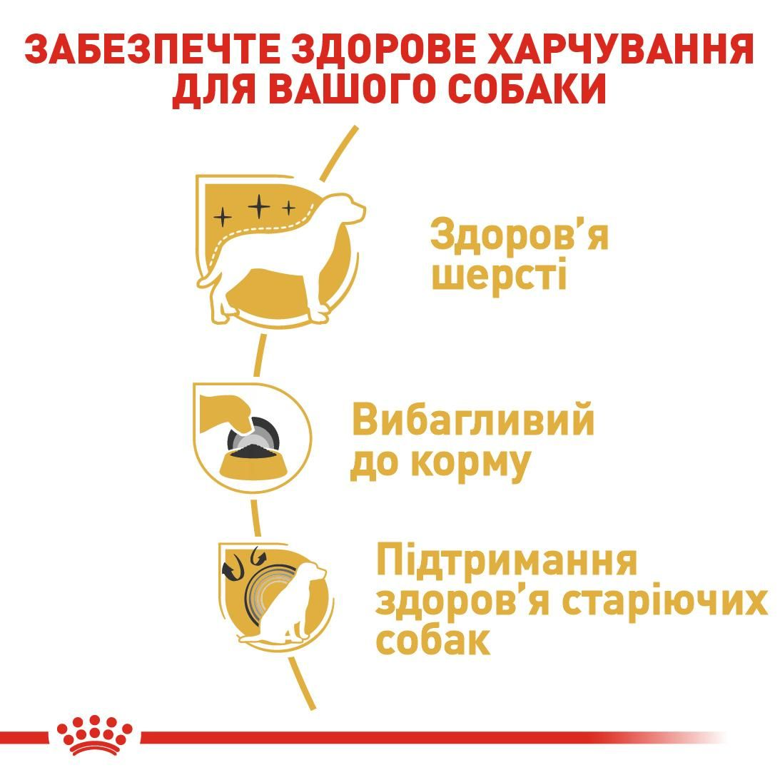 Yorkshire Terrier Adult