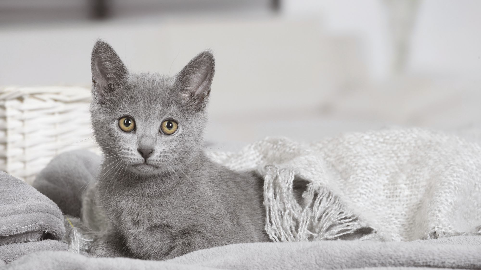 Gatito Chartreux arropado bajo una manta gris