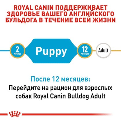 RC-BHN-PuppyBulldog_2-RU.jpg