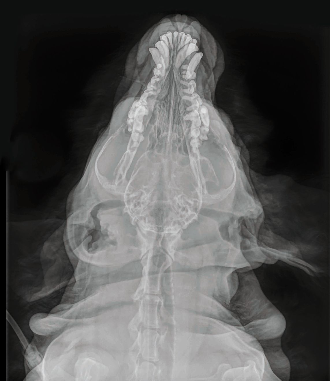 Radiographie crânienne dorso-ventrale d’un chien souffrant d’une maladie rénale chronique et nourri avec une ration ménagère déséquilibrée