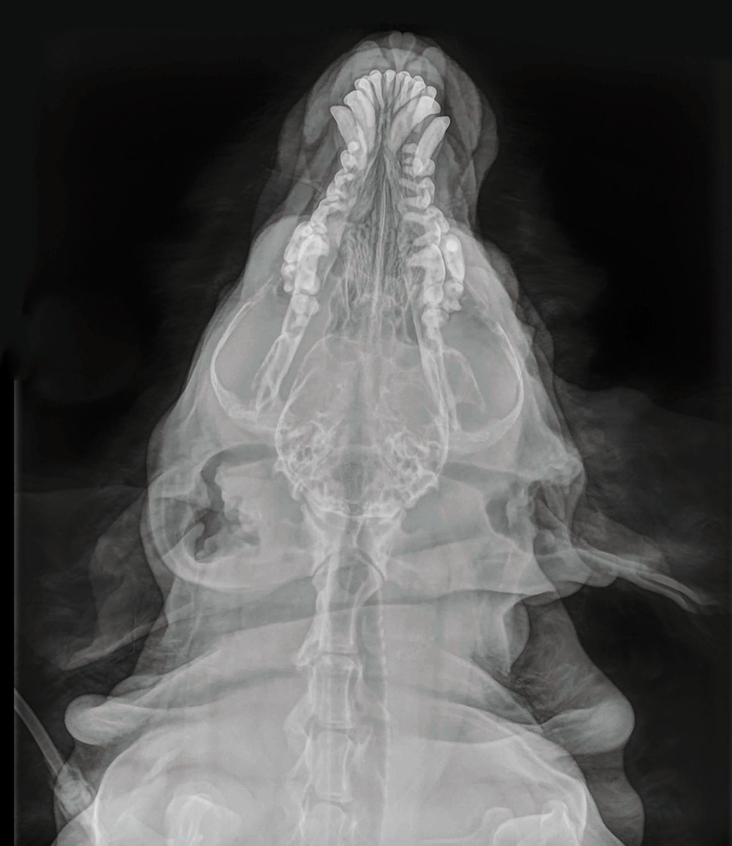 A D-V skull radiograph of a dog with chronic kidney disease which was fed a nutrient-deficient homemade diet
