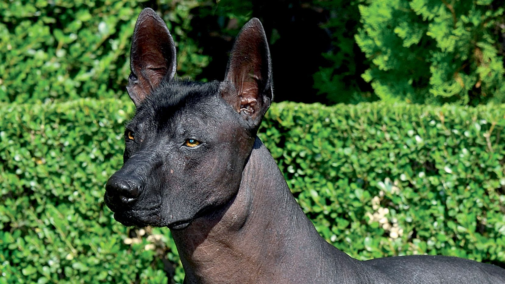Close-up of a Xoloitzcuintli in front of a hedge
