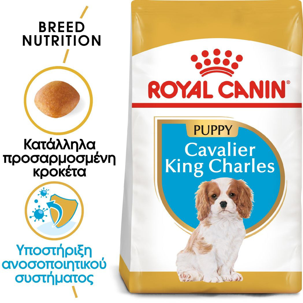 Cavalier King Charles Puppy