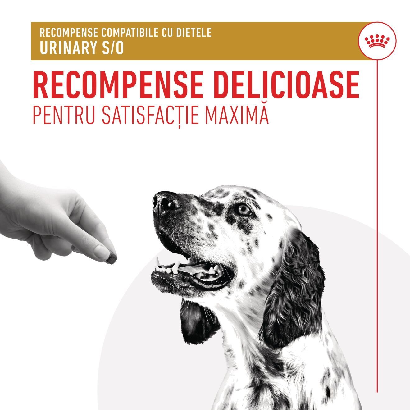 TREATS COMPATIBLE WITH URINARY S/O DIETS