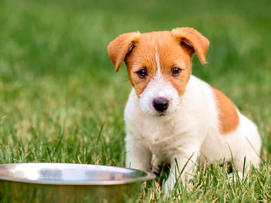 Jack Russel Puppy zit naast voedingsbak in het gras