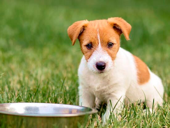 Yavru Jack Russell, çimlerde, mama kabının yanında duruyor