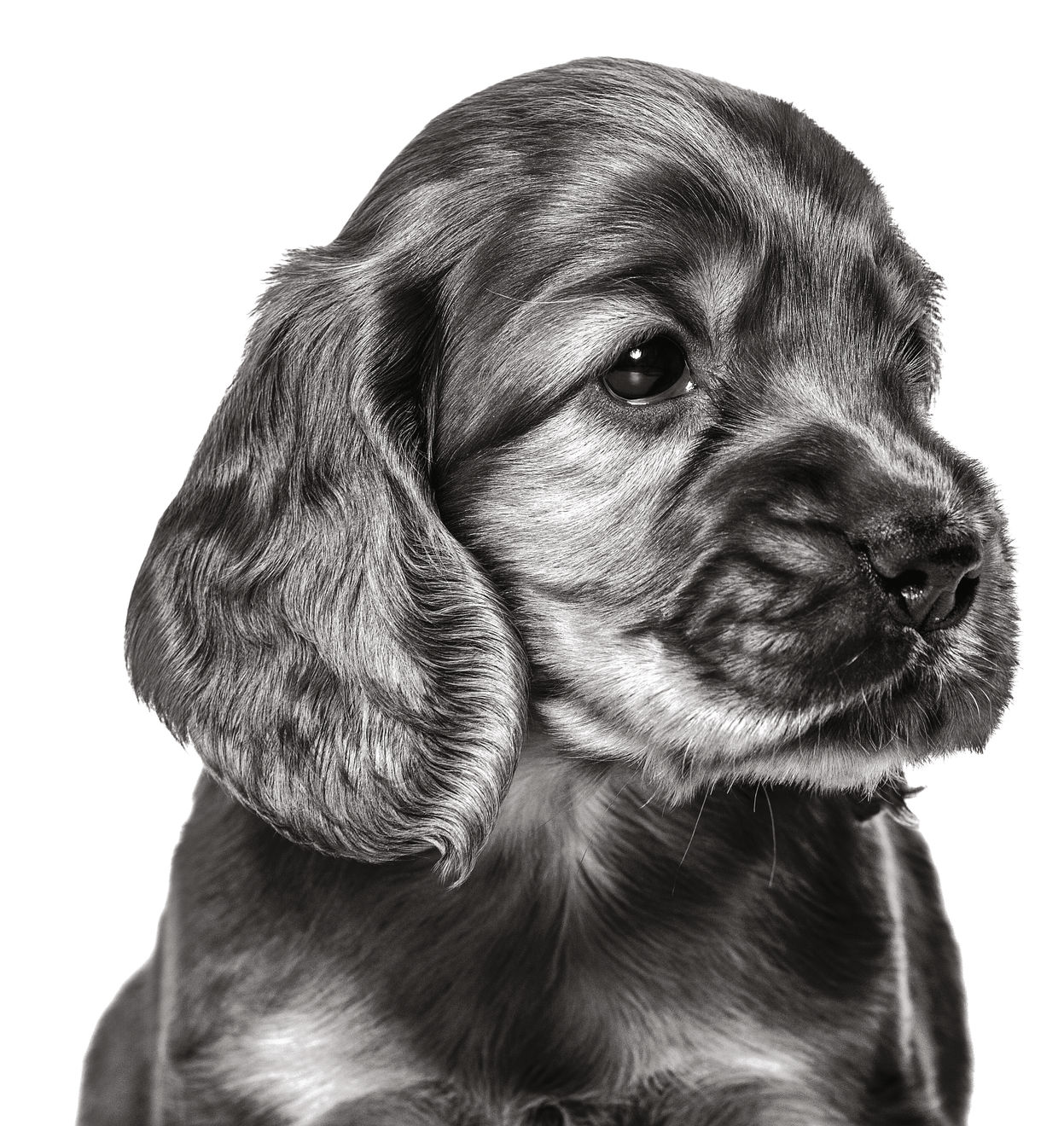 ENGELSK_COCKER_SPANIEL_HVALP__EMBLEMATIC