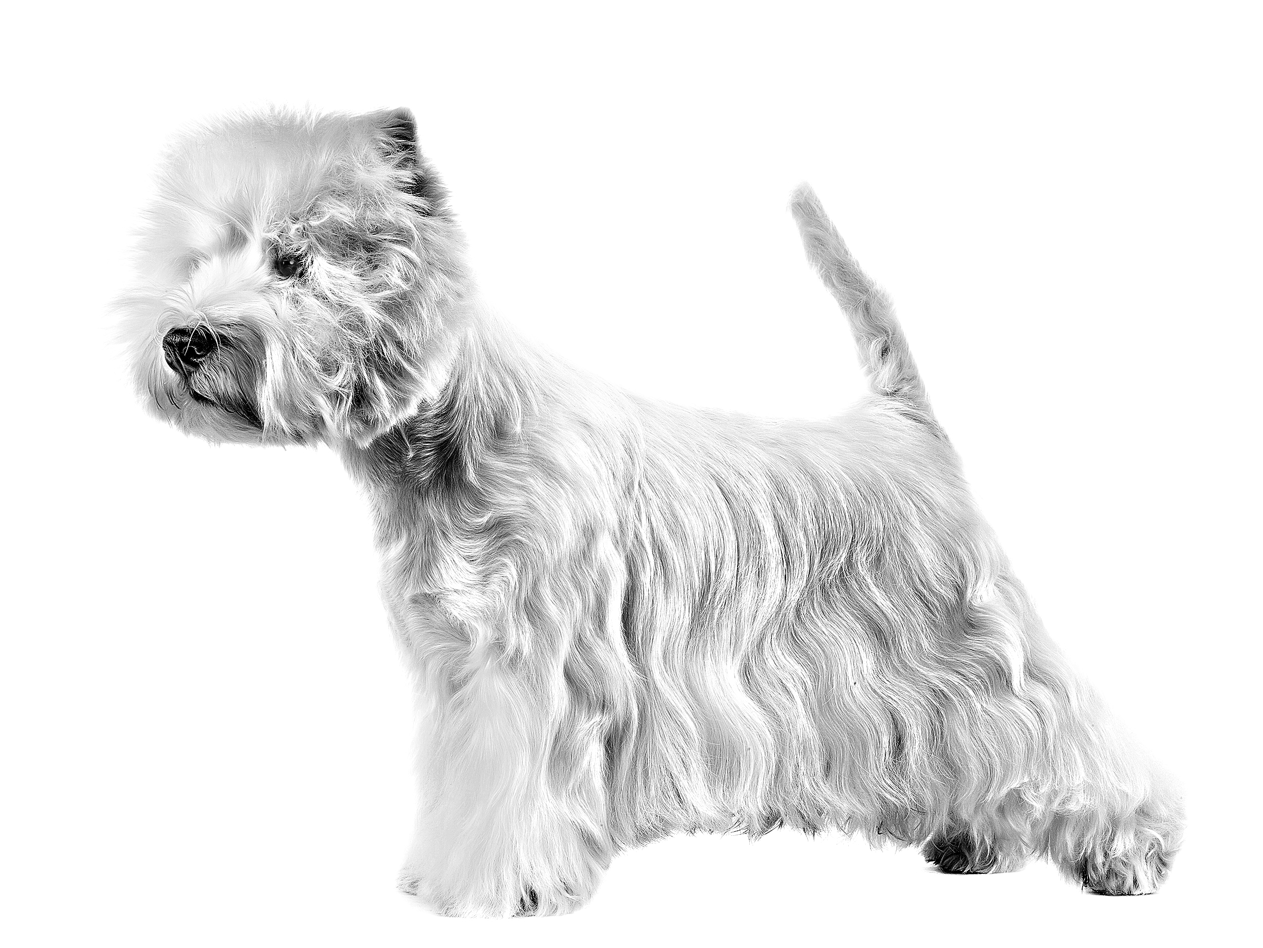 Sort/hvid billede af voksen west highland white terrier