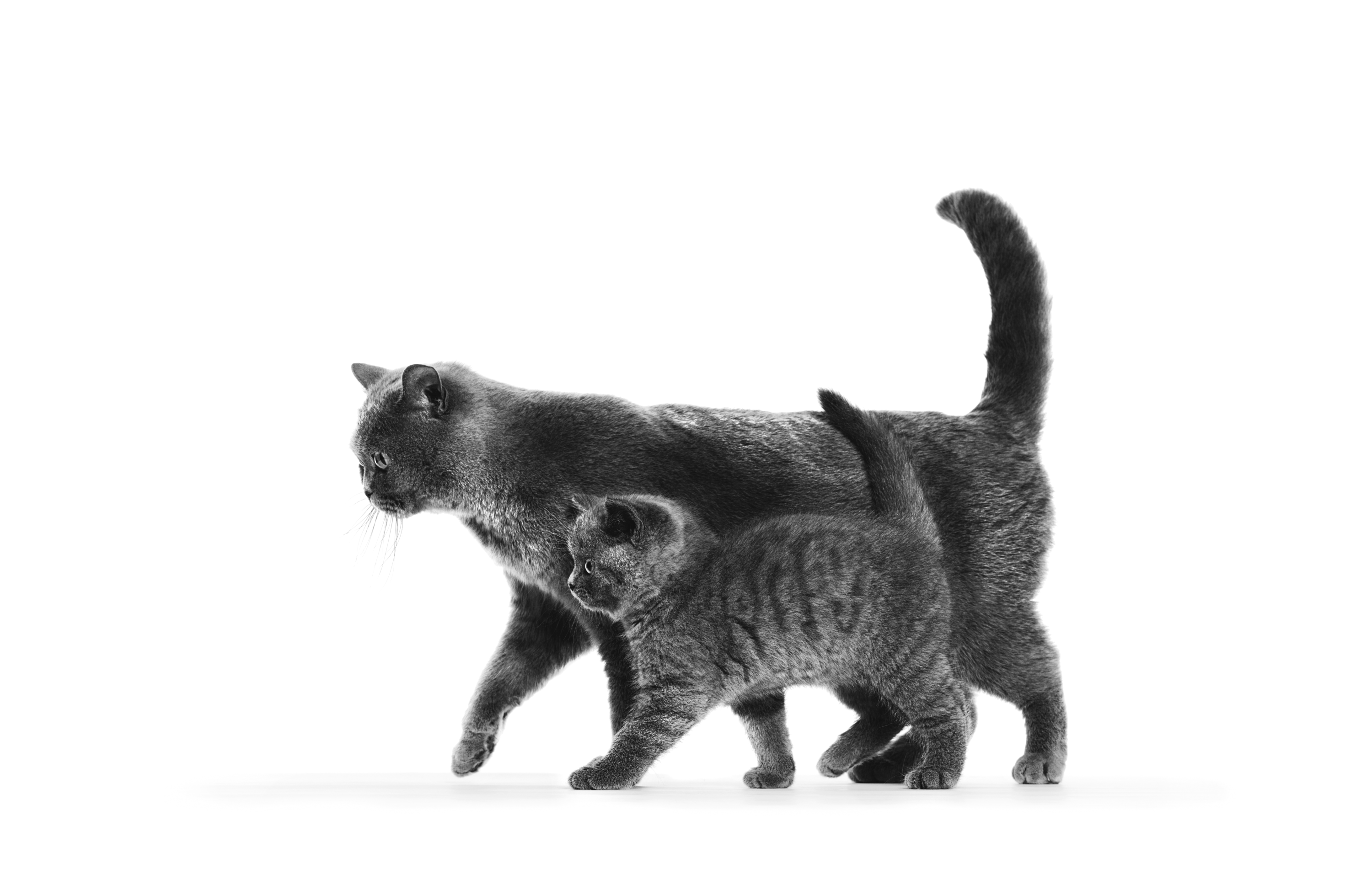 cat and kitten in black and white