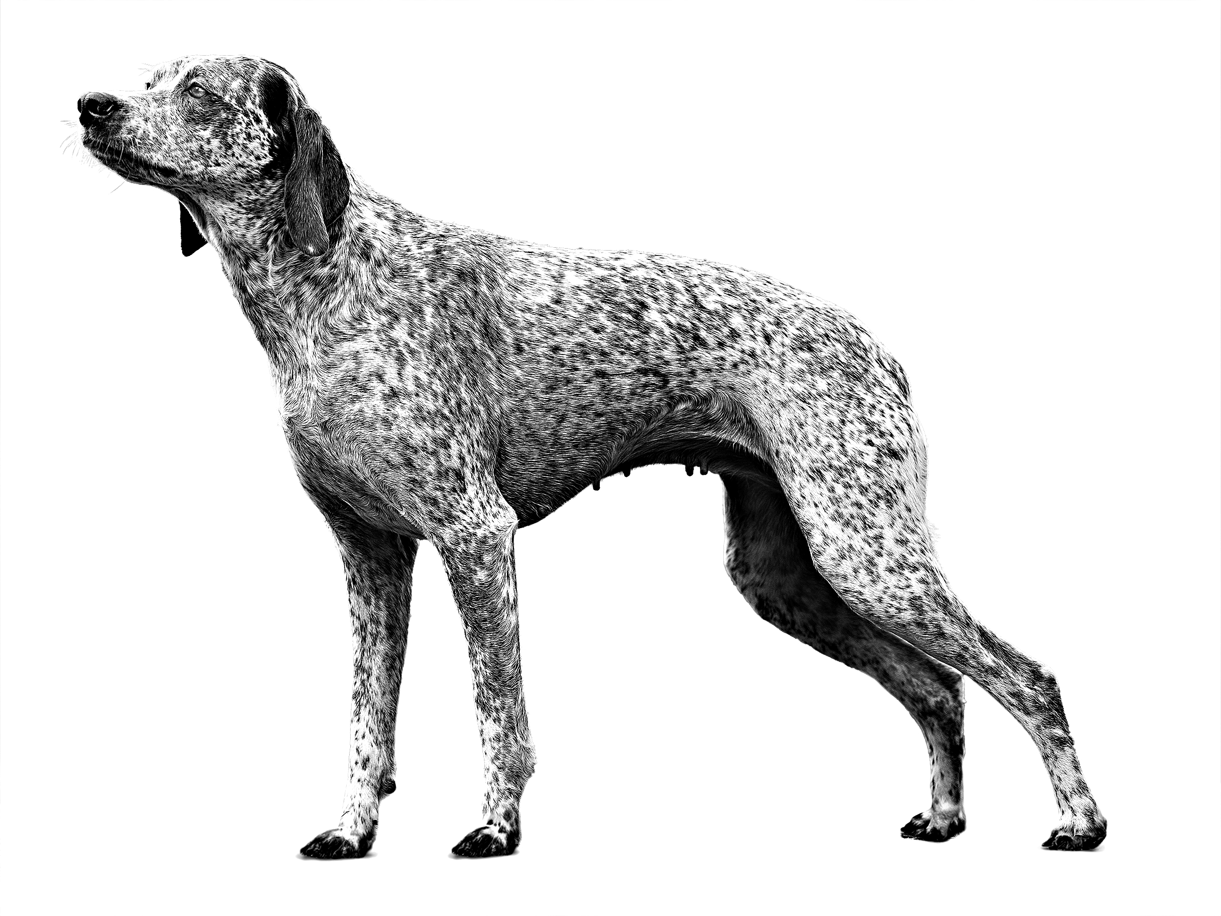 Bourbonnais Pointing Dog adult black and white