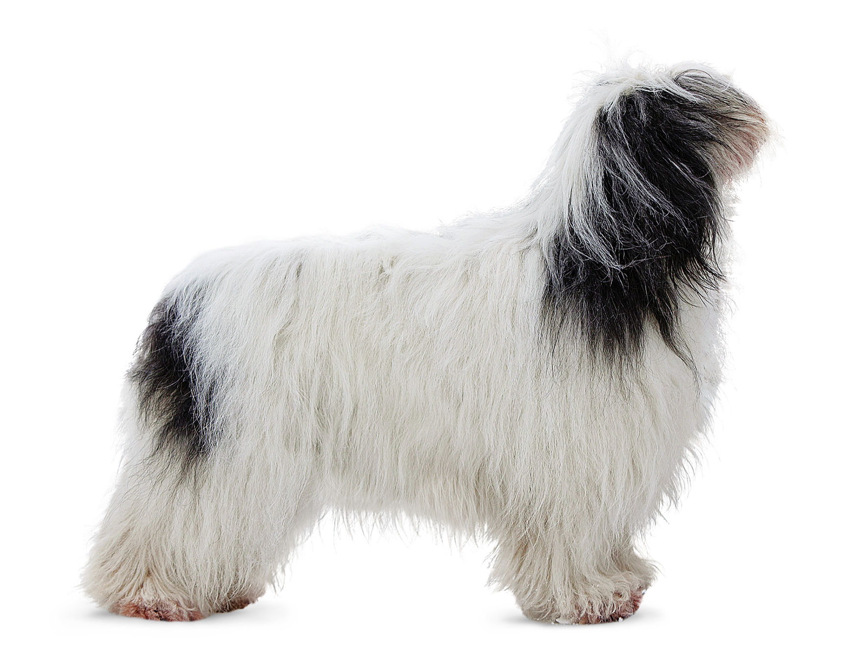 Polish Lowland Sheepdog adult in black and white