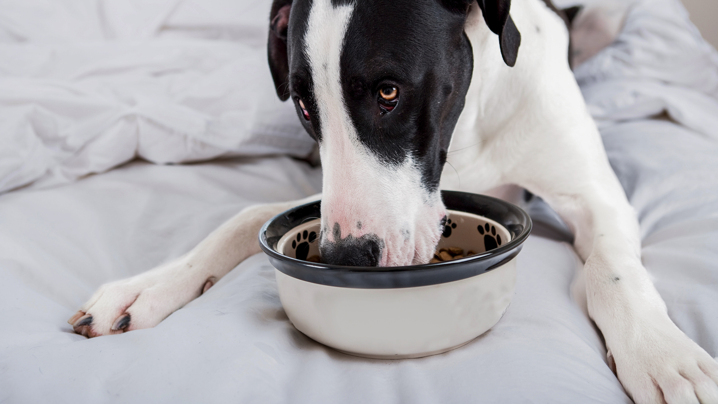 Adult dog lying down indoors on a blanket eating from a black and white bowl.