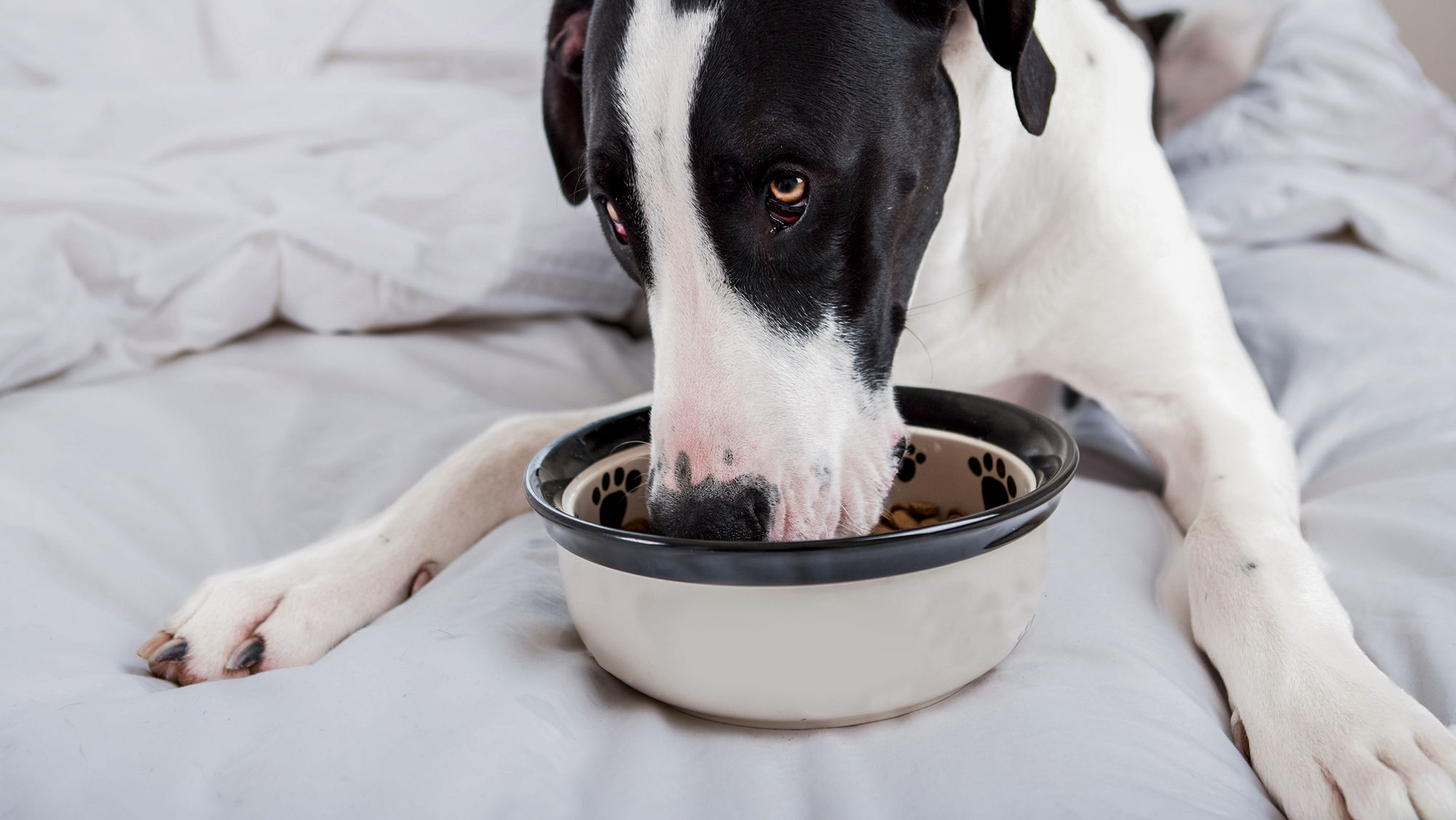 Cane adulto sdraiato su una coperta che mangia da una ciotola bianca e nera in casa.