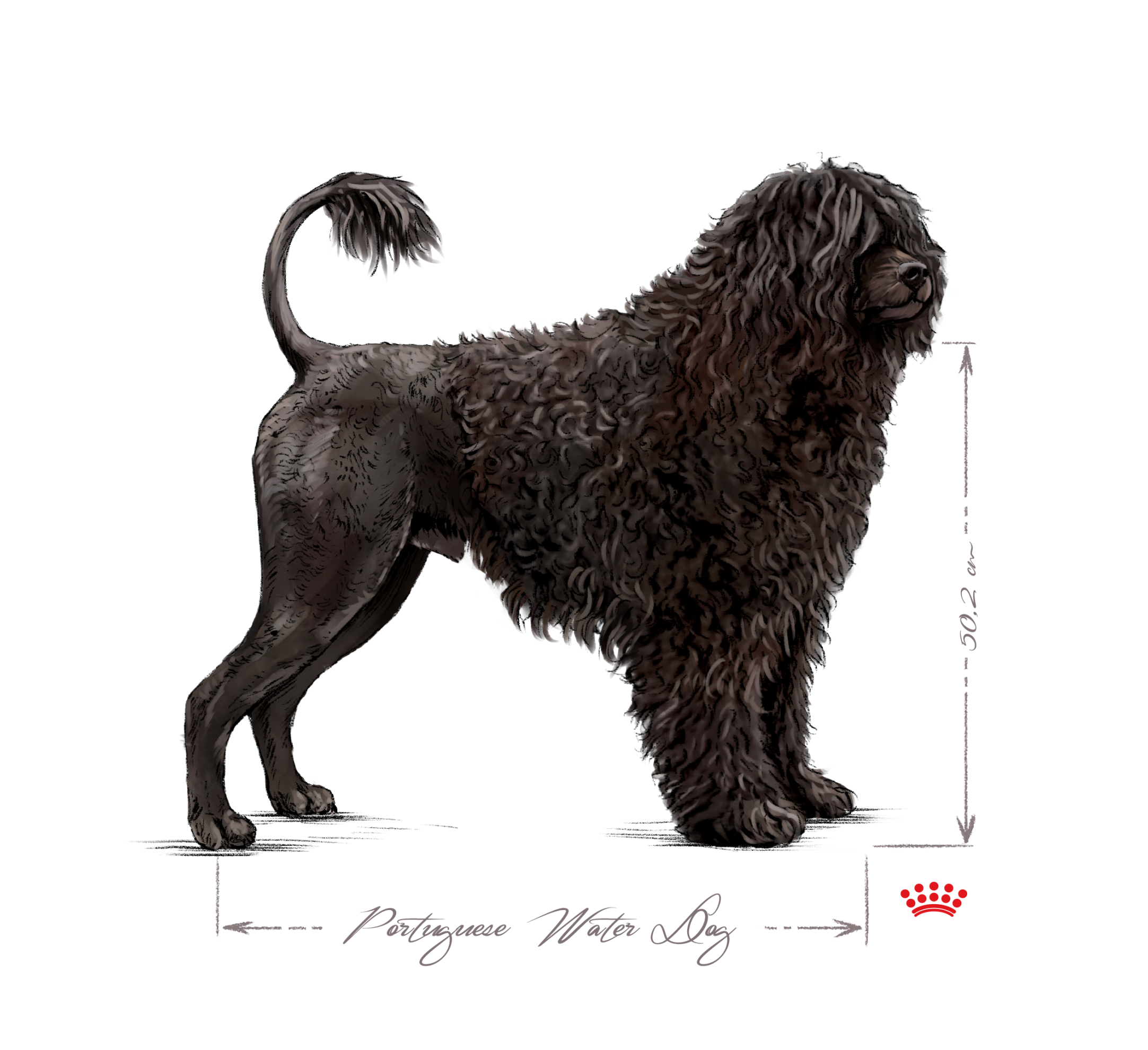 Portuguese Water Dog adult black and white