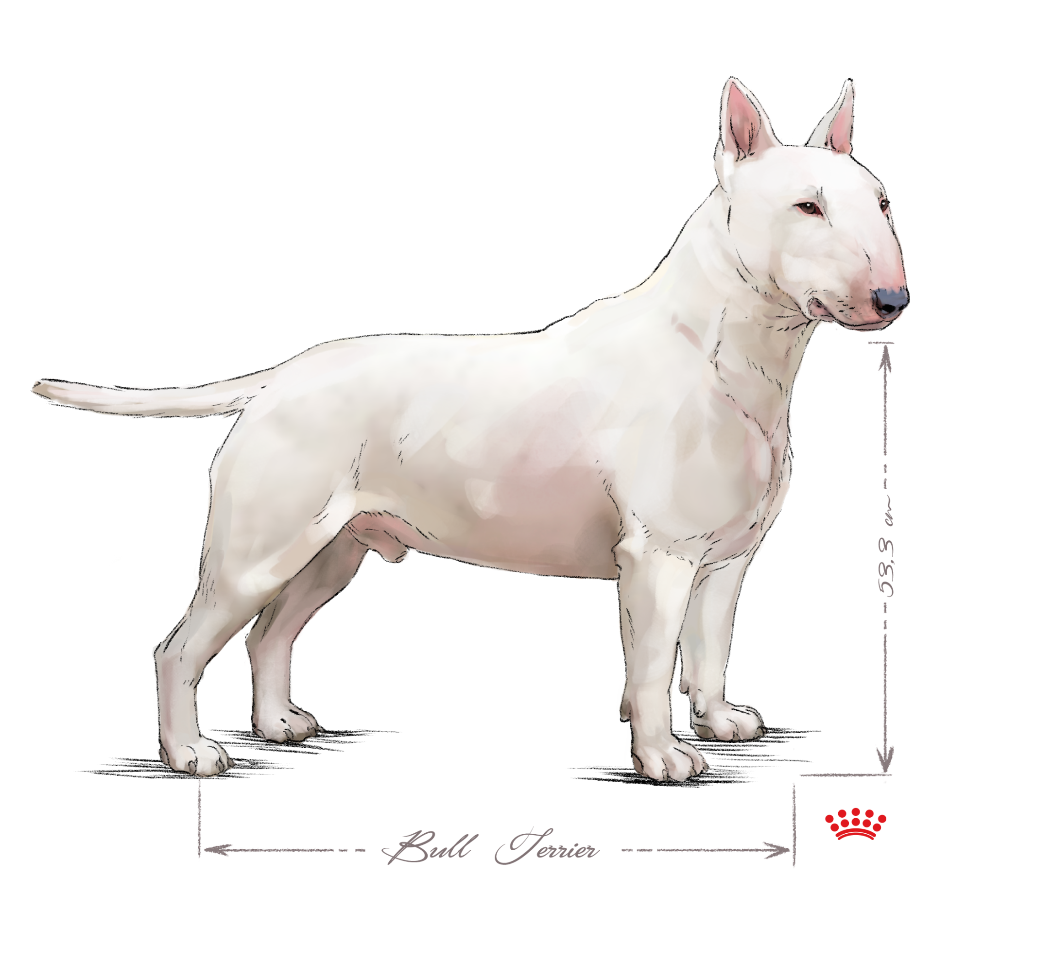 Vuxen Bullterrier i svartvitt