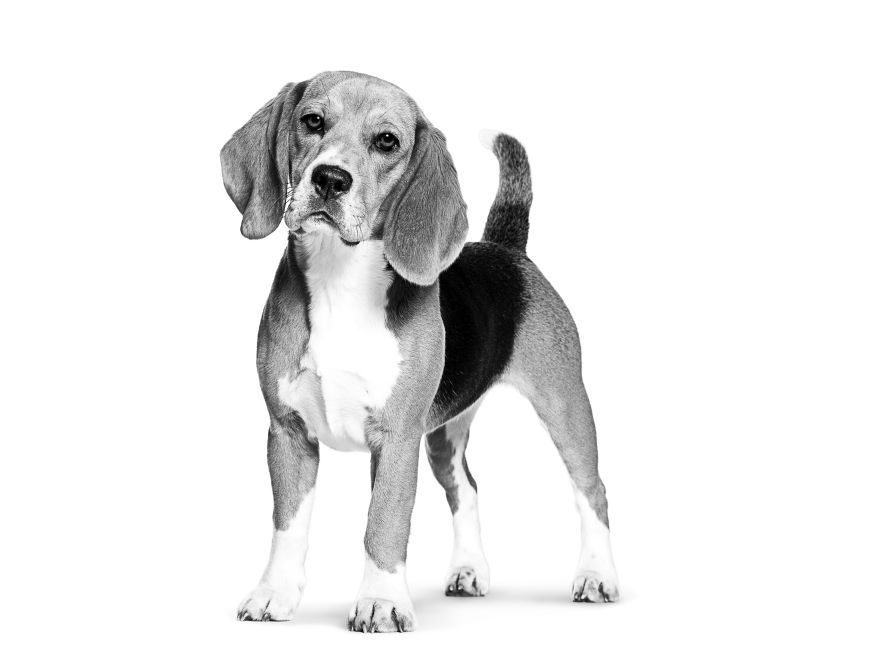 Best dog food for hotsell beagle philippines