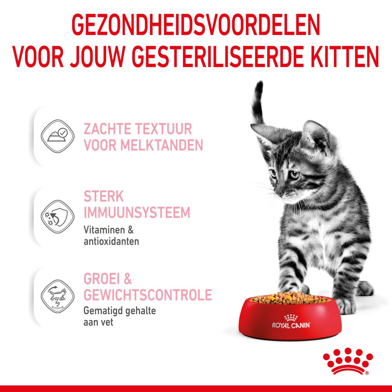 Kitten Sterilised in Jelly (brokjes in gelei)