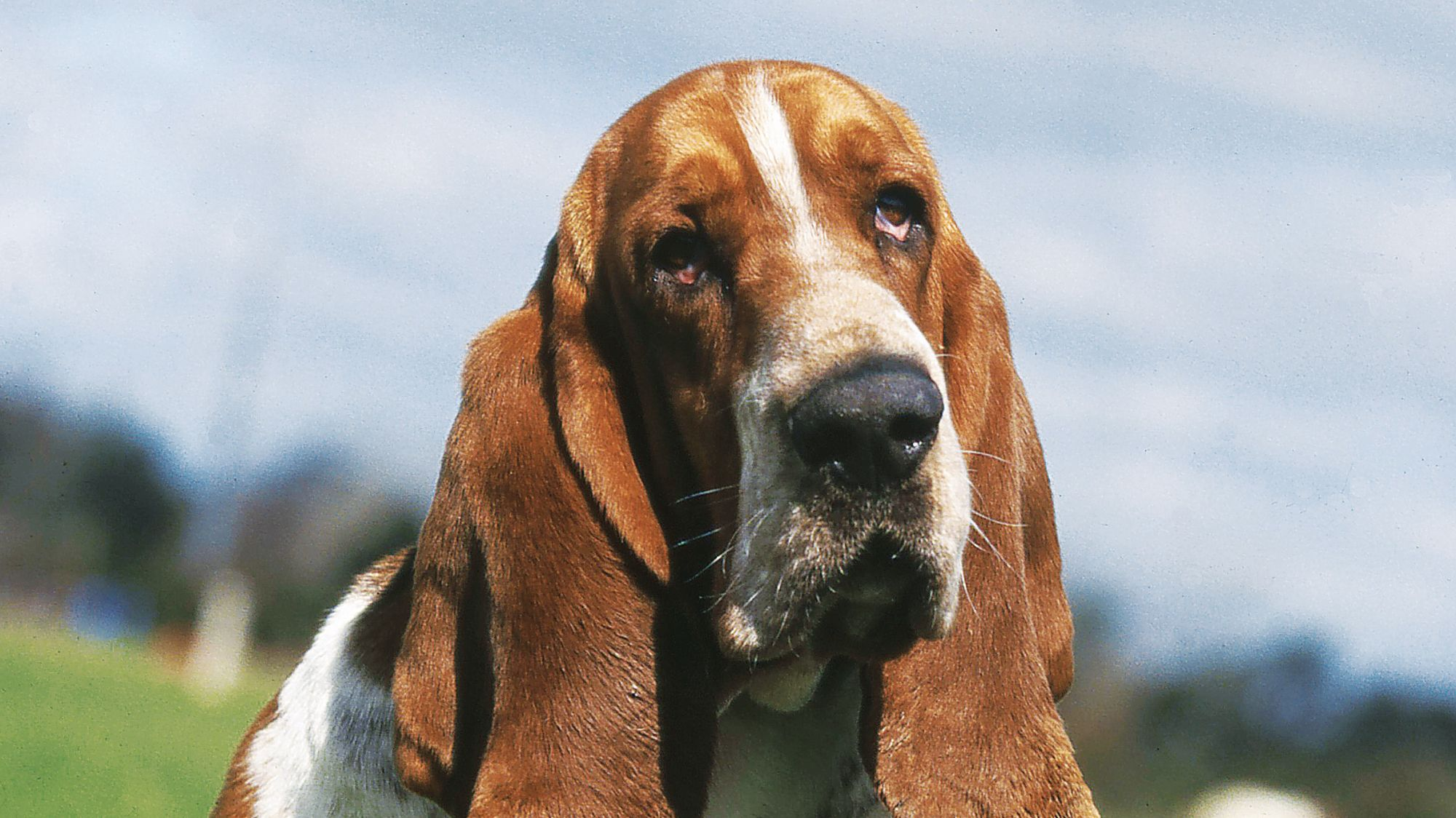 Basset Hound sitting in field with flowers at their feet