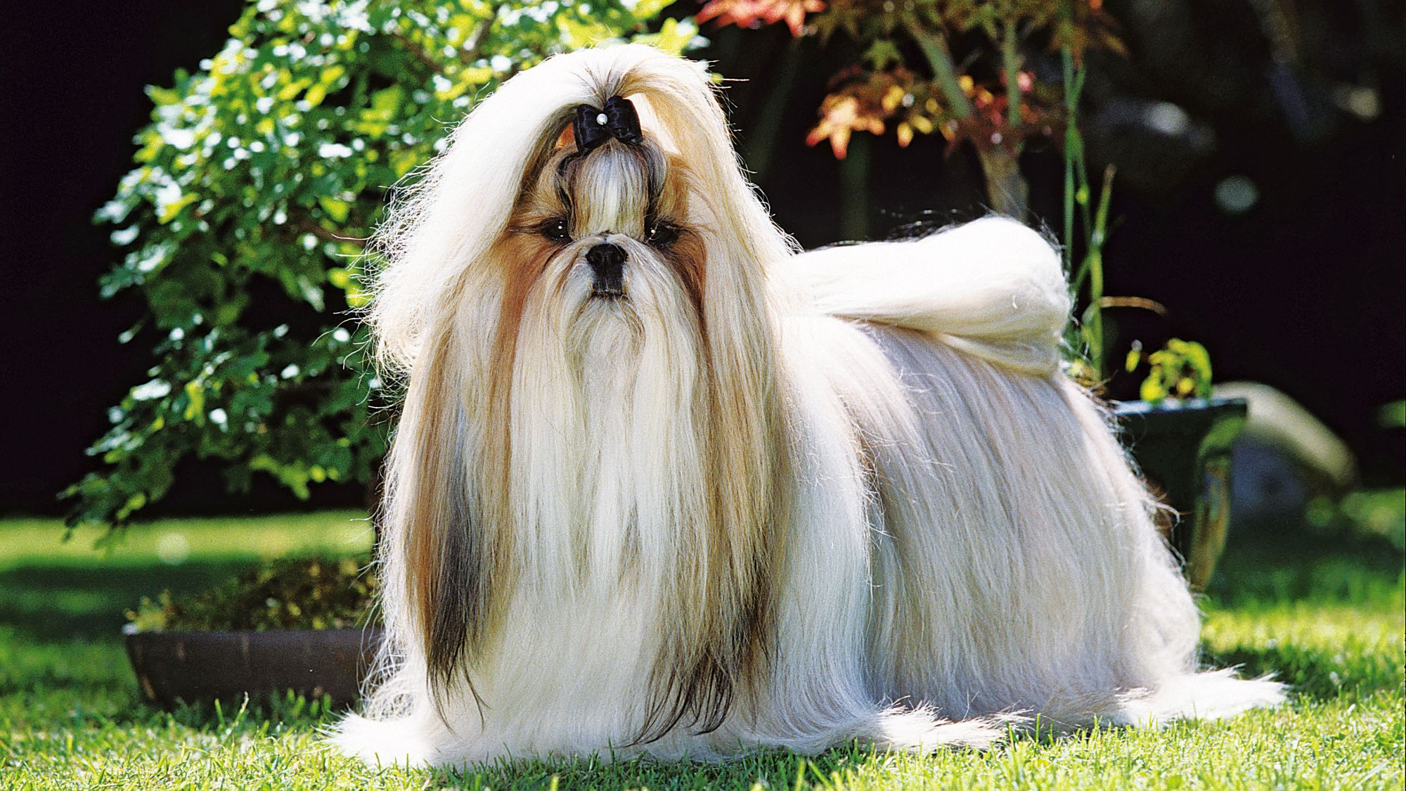 Shih Tzu standing on grass looking at camera