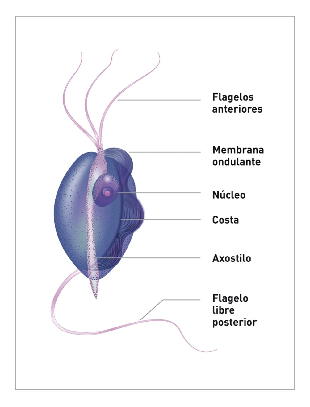 T. foetus mide aproximadamente 10-26 µm de largo y unos 3-5 µm de ancho y muchas veces se describe como con forma “de pera” o “de huso”. Cada organismo presenta tres flagelos anteriores que le confieren motilidad.