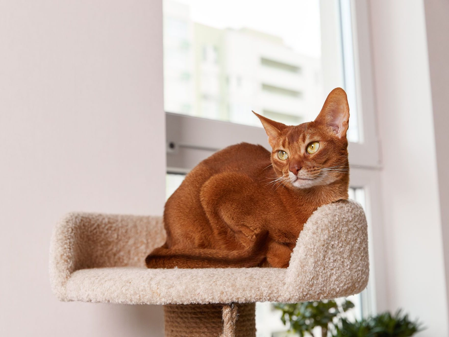 Jeune chat abyssin couché dans une tour