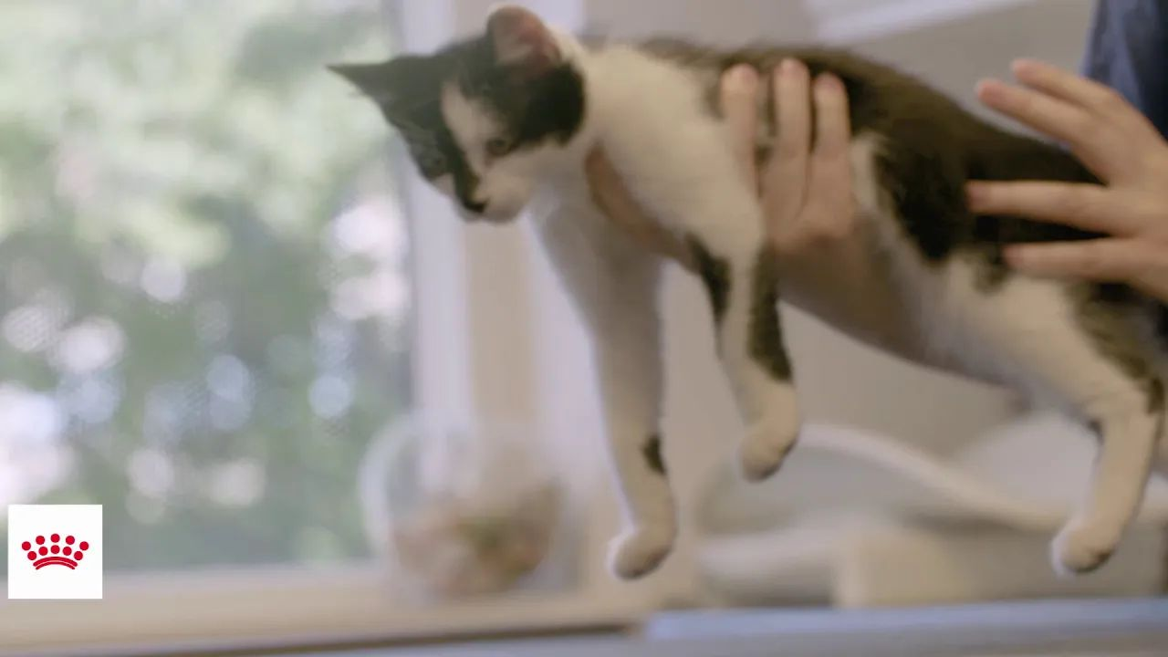 Gode råd til dyrlægebesøg