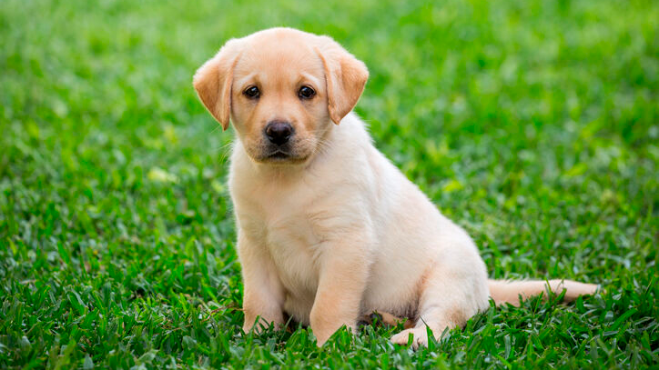 Anak anjing Labrador duduk di rumput