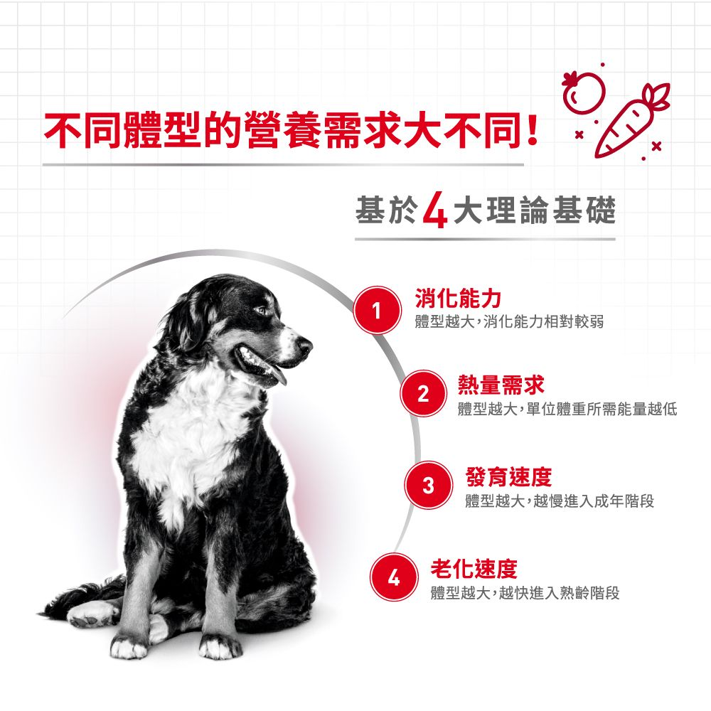 SHN 中型老犬10+營養配方