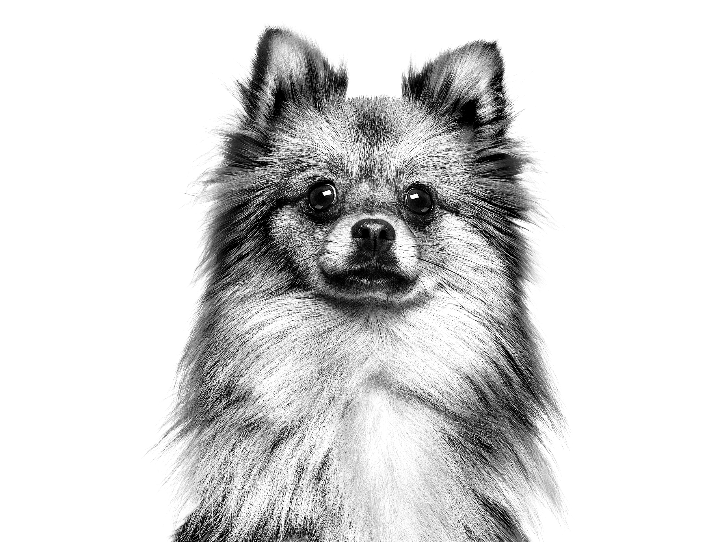 German Spitz adult in black and white