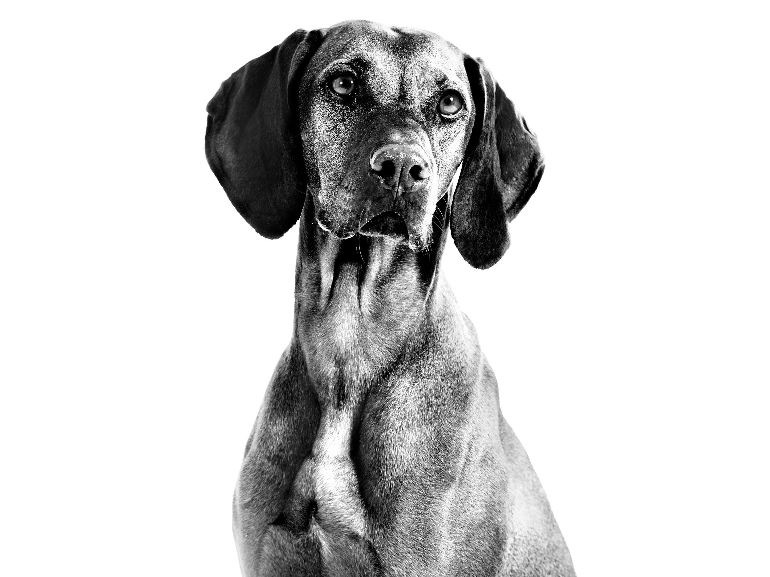 Vizsla adult in black and white